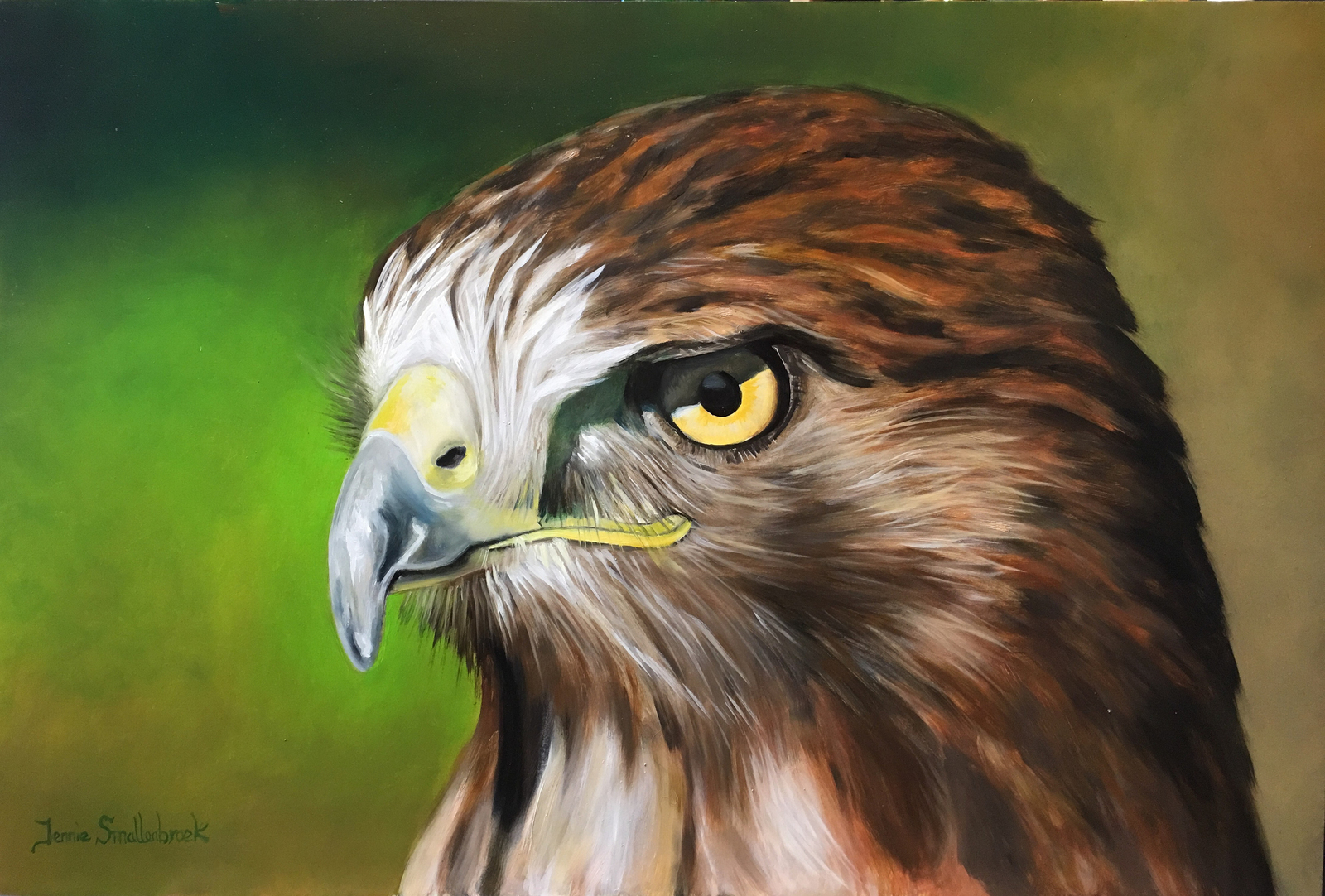 Buizerd