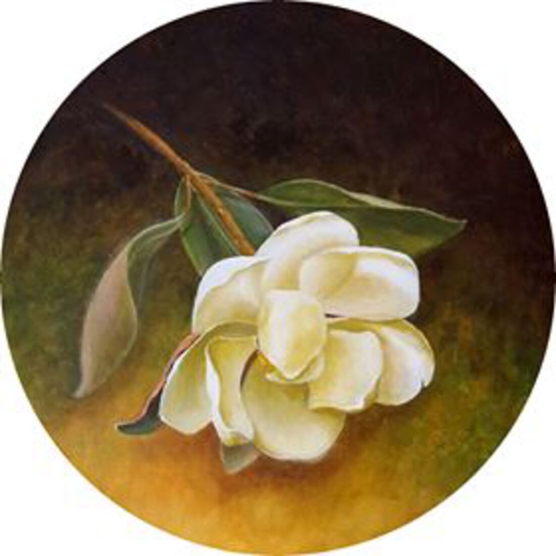 Magnolia Grandiflora