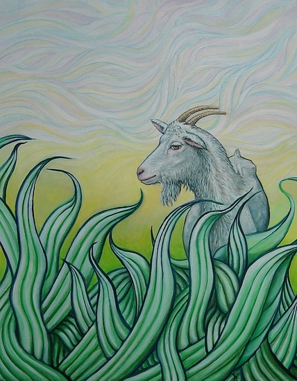 white goat