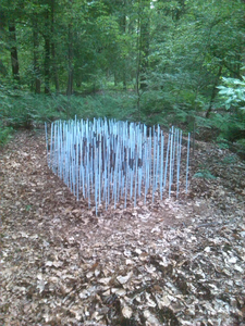 Het beeld in de natuur