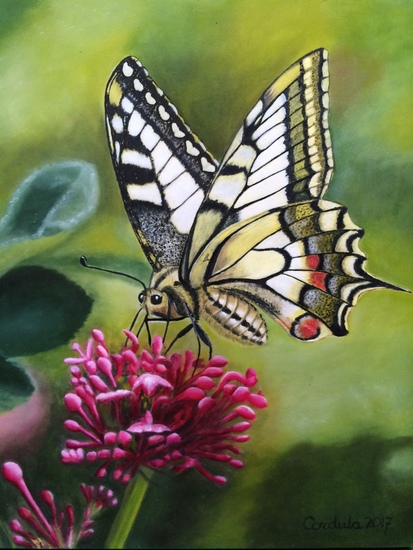 Papilio machaon butterfly