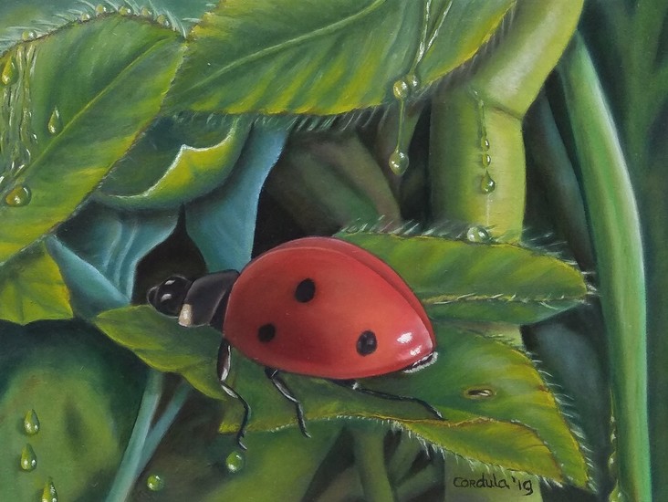 Ladybird