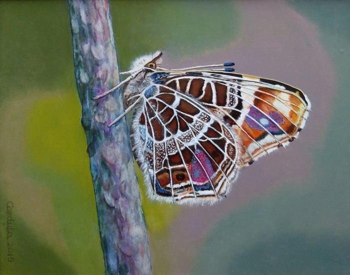 Araschnia levana butterfly