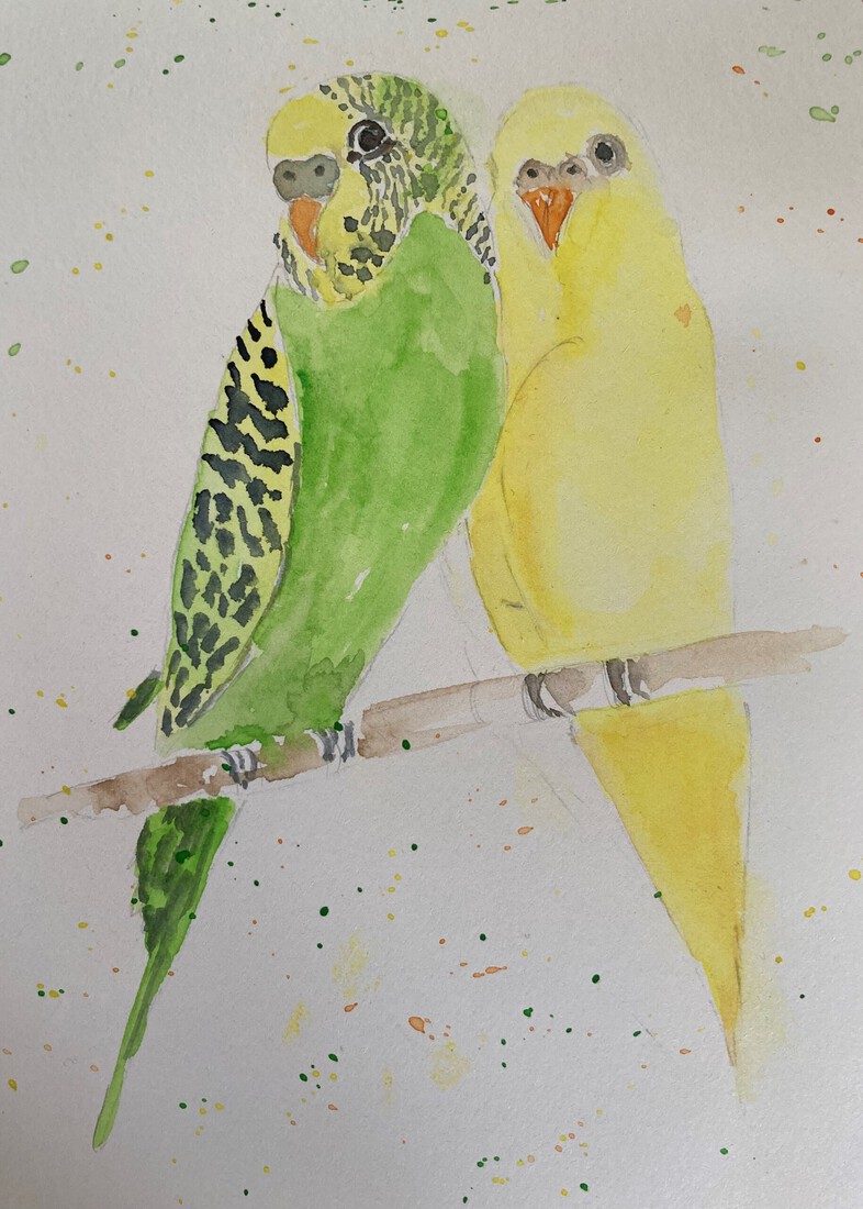 Melopsittacus undulatus