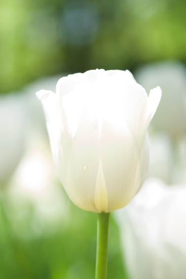 Een witte tulp