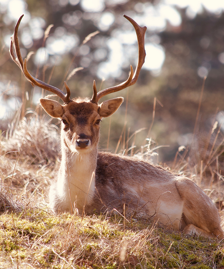 Damhert, herfstkleur
