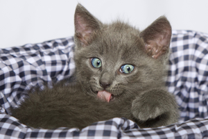 Ik hou van dieren. Mijn liefde voor dieren probeer ik vast te leggen op de gevoelige plaat