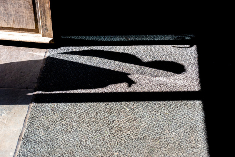 Life at Serra do Mar 1