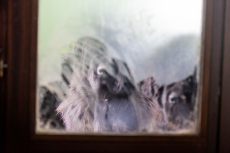 Life at Serra do Mar 2