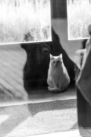 Life at Serra do Mar 11