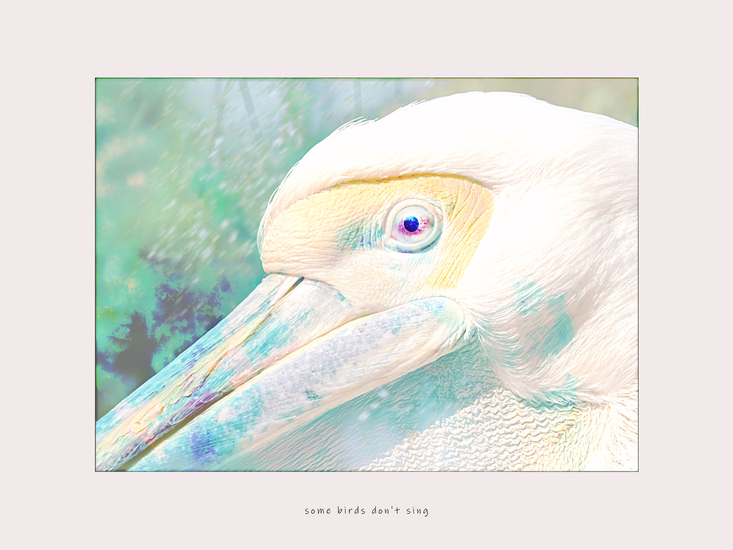 Some birds don't sing