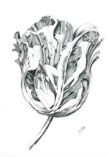 The beauty of the tulip