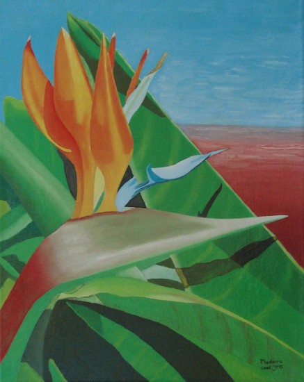 Strelitzia op Madeira