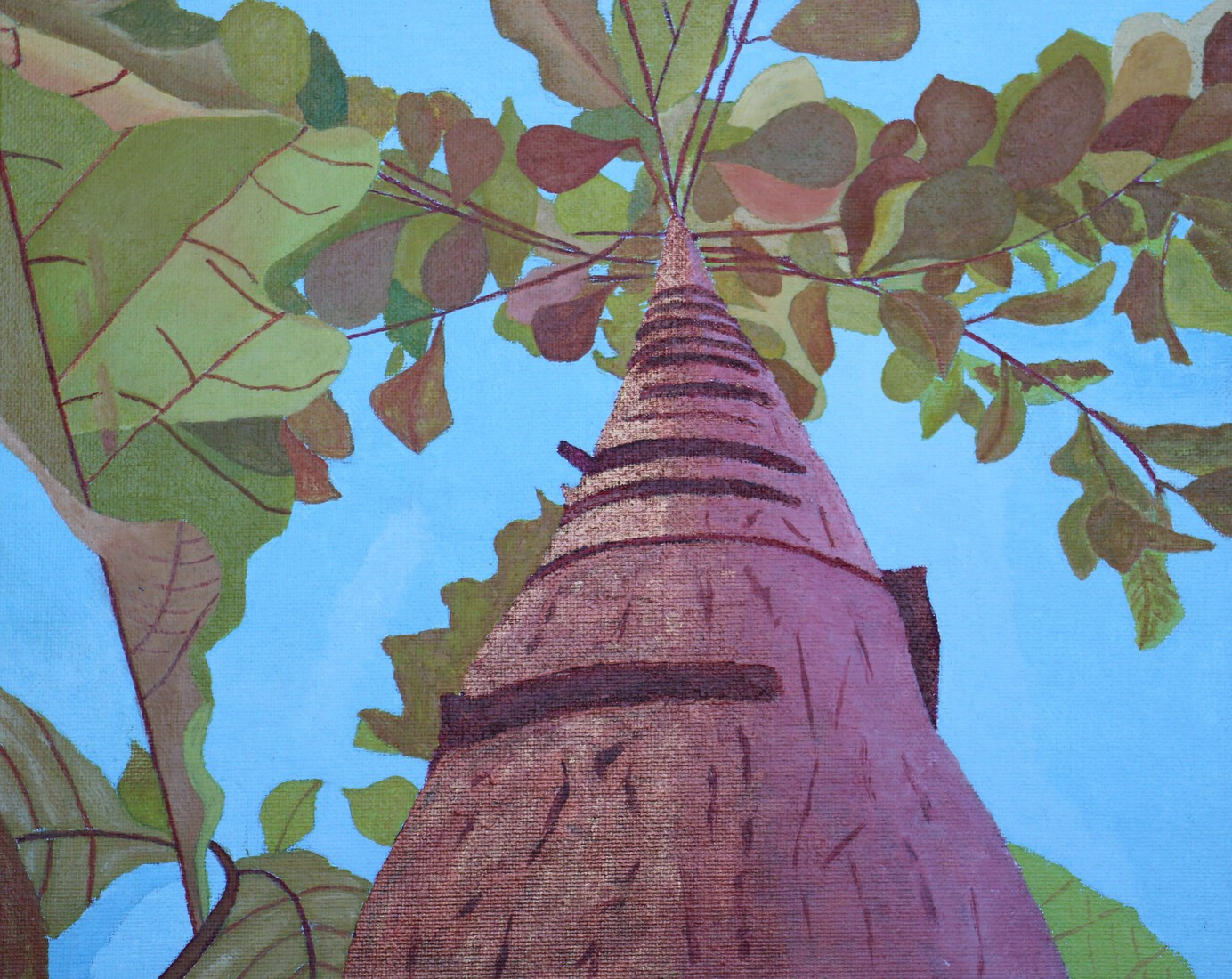 Teakboom in Costa Rica