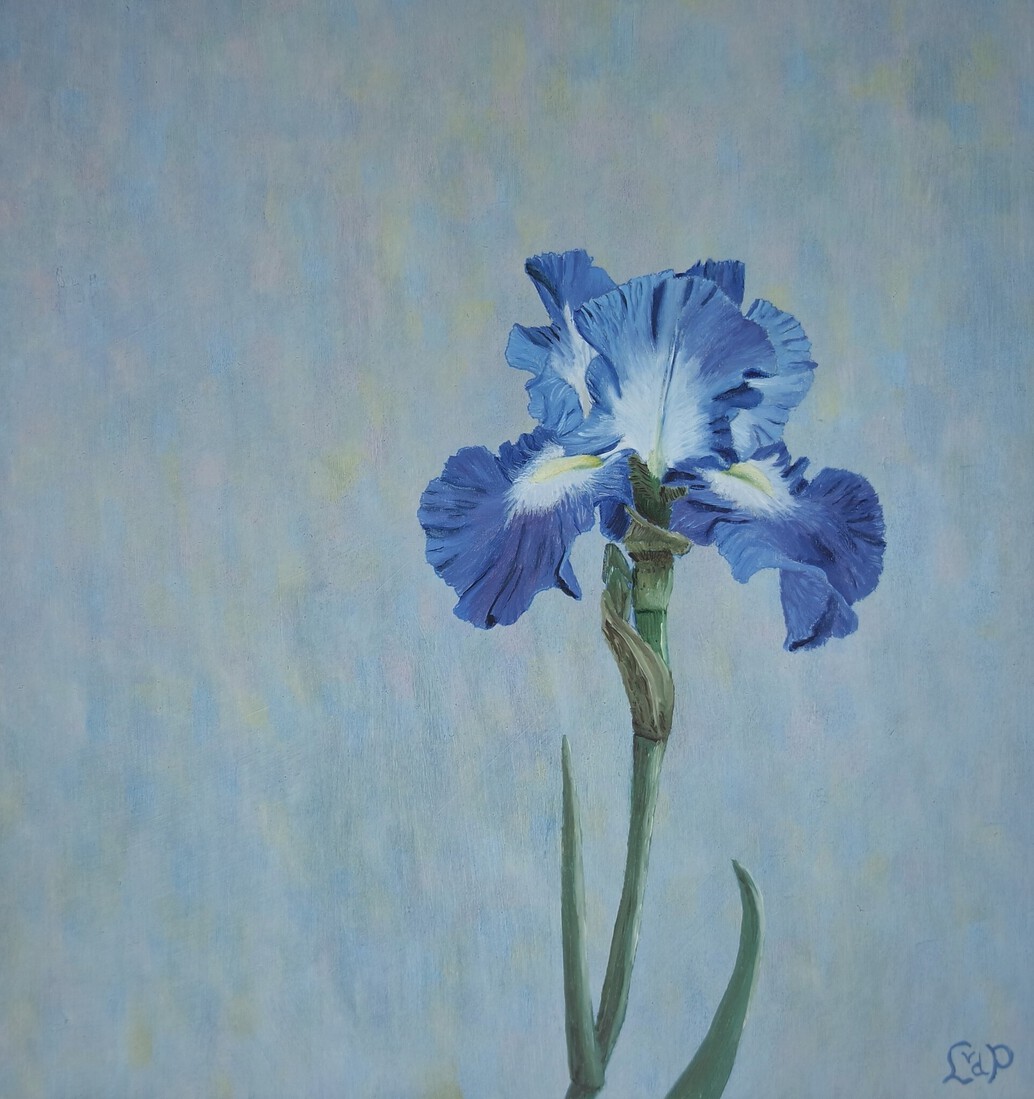 Iris in blauw