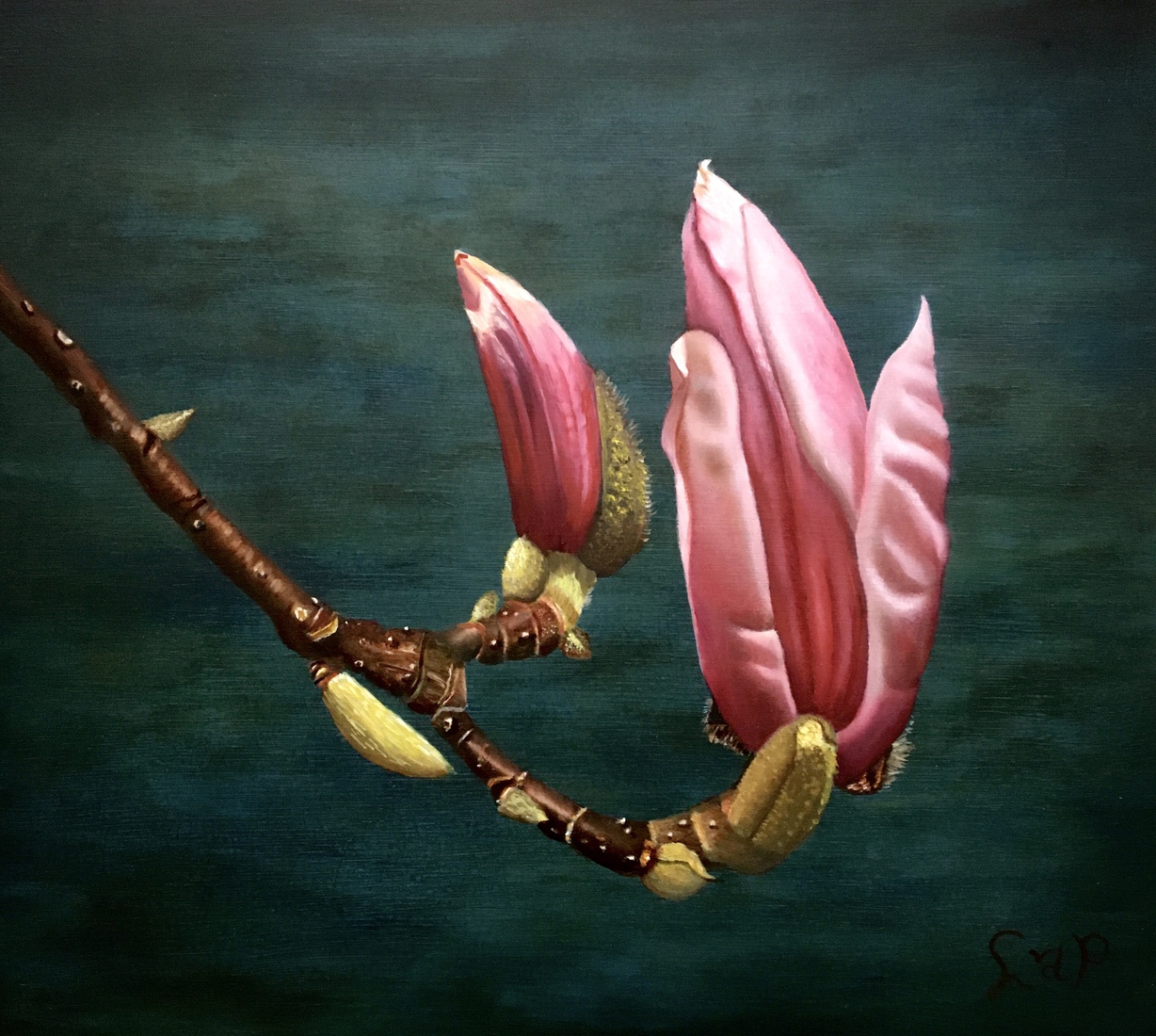 Magnolia in knop