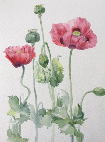 Papaver 2
