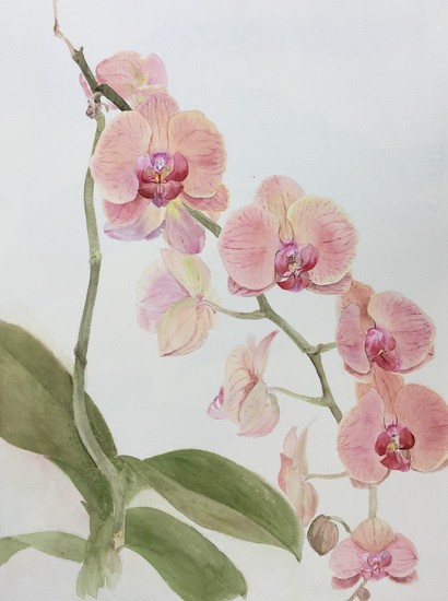 Orchidee