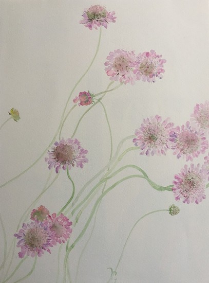 Scabiosa