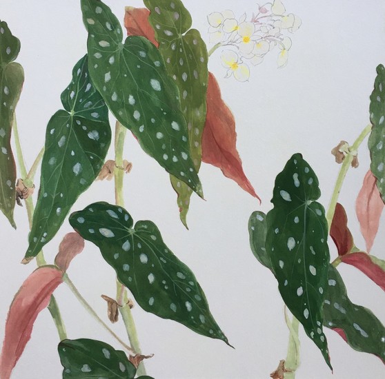 Blaadjes met witte stippen