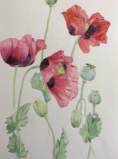 Papaver 1