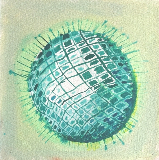 radiolaria 4