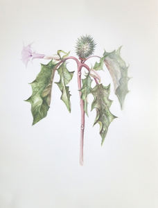  tekeningen, aquarellen naar de natuur