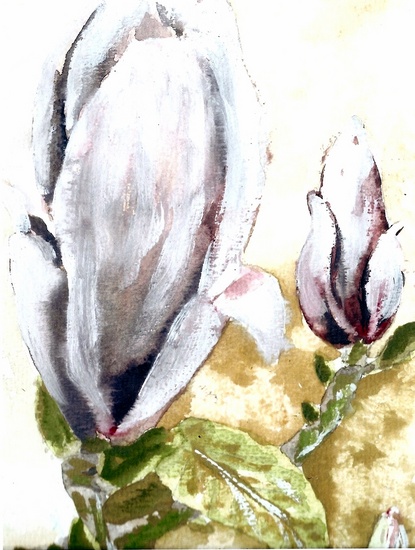 Magnolia