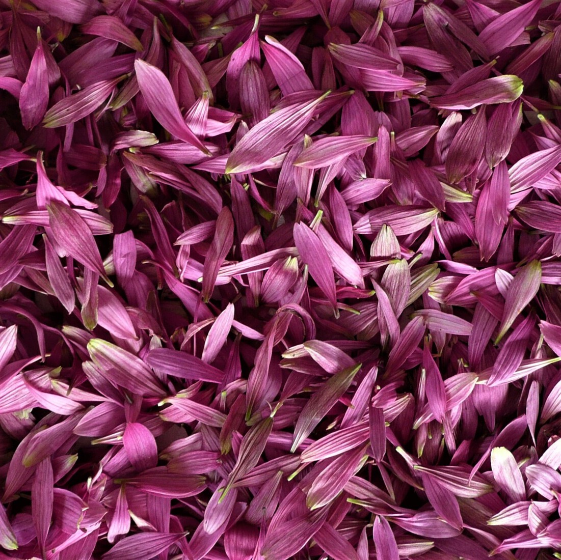 Bloembladen van rode zonnehoed