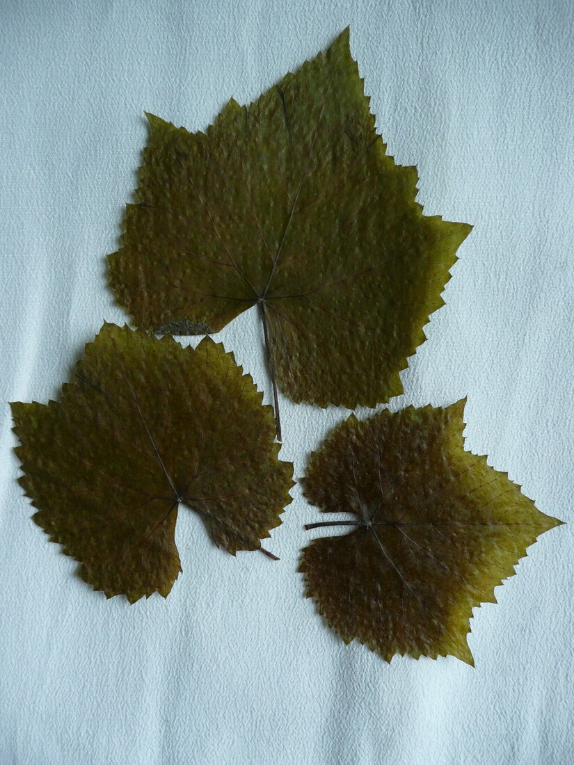 Druivenbladeren
