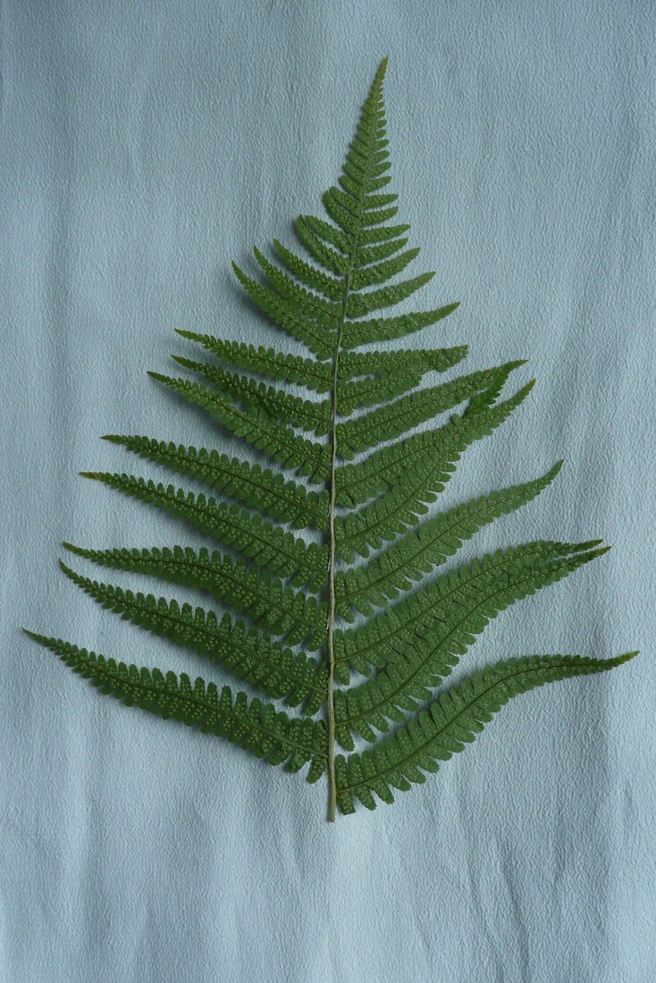 Achterkant varenblad