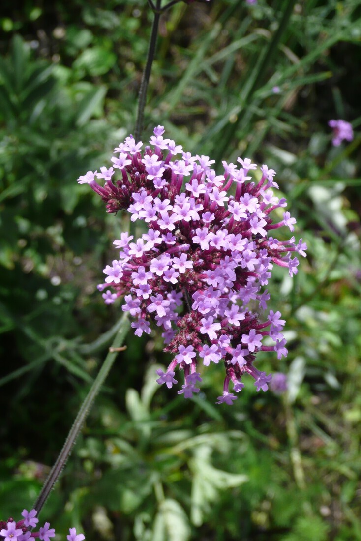 Verbena