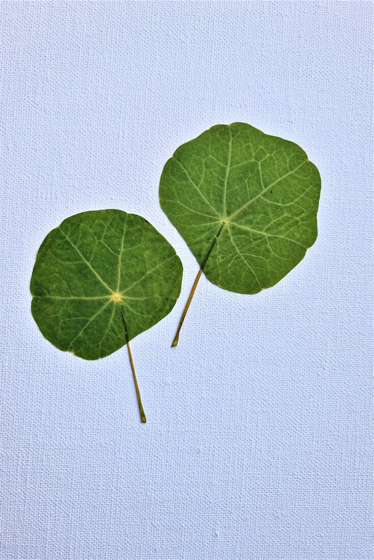 Blad van Oost-Indische kers