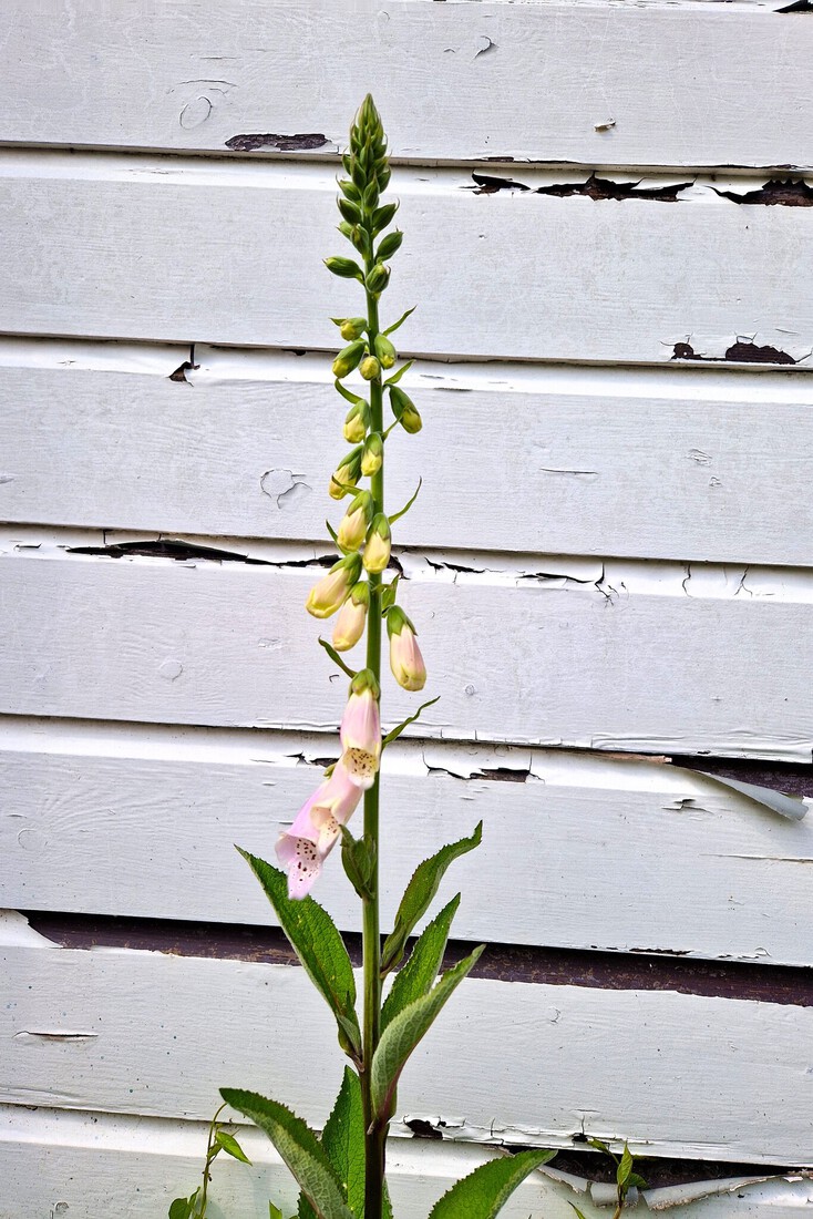 Vingerhoedskruid, pastel