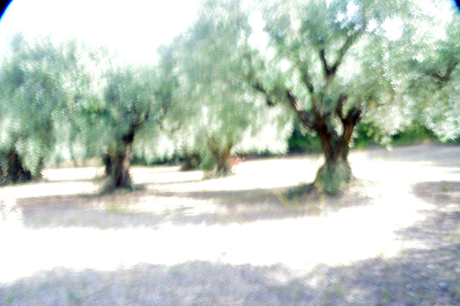 Olijvenbomen