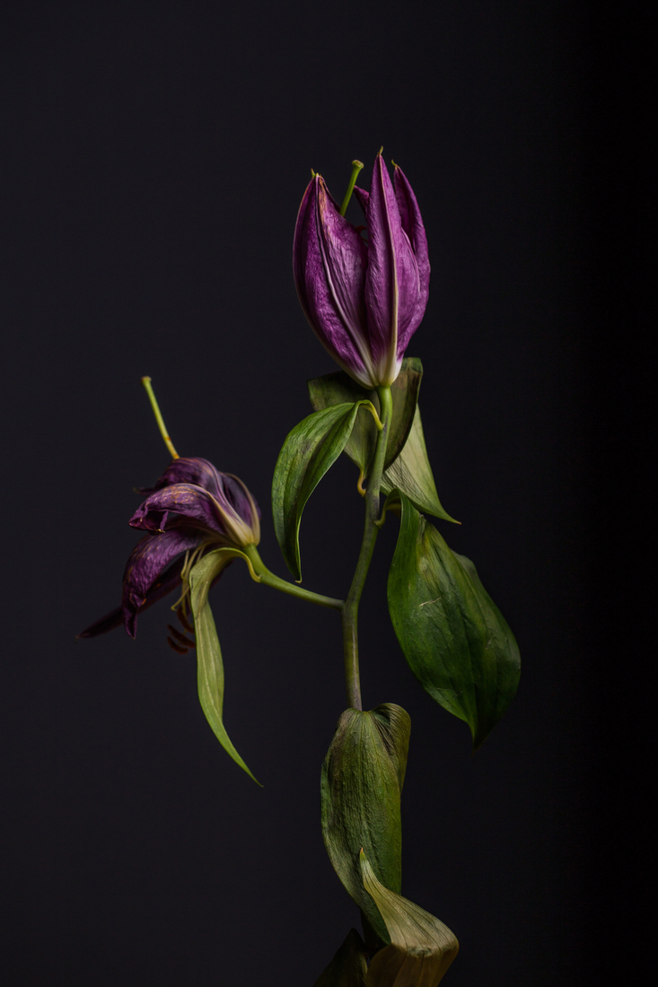 Stilleven enkele bloem