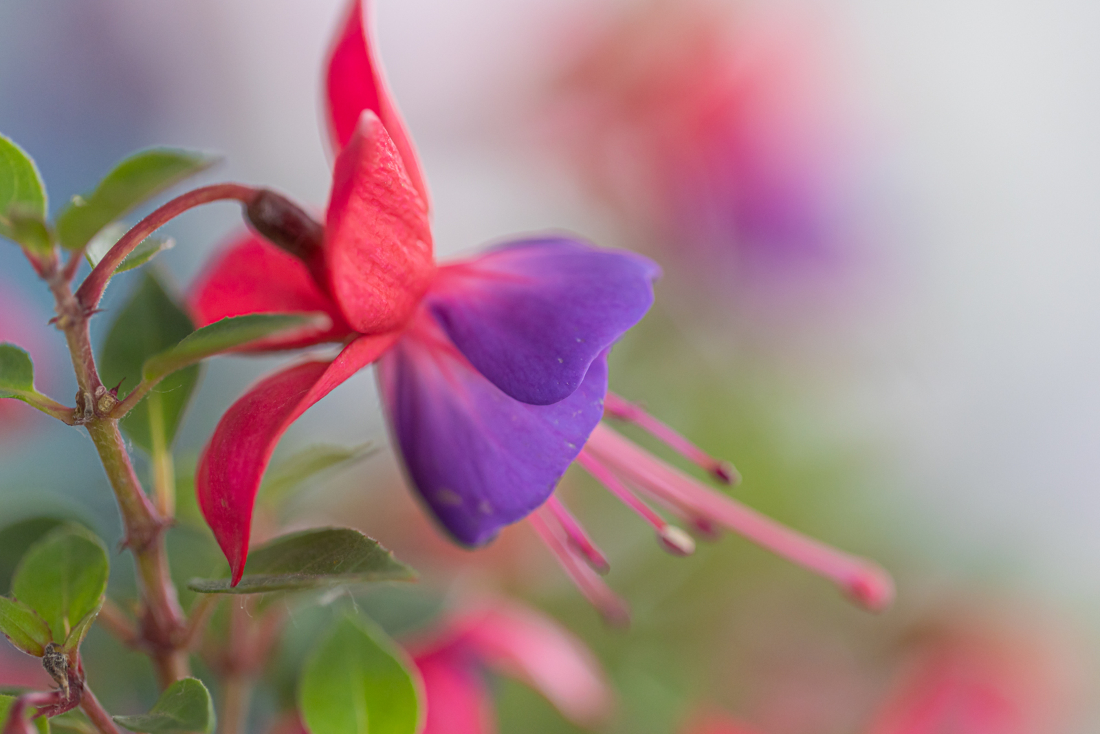 Fuchsia