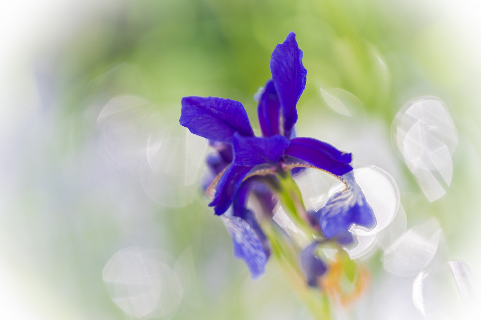 Iris