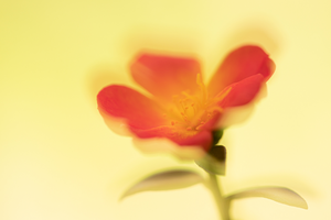 beelden in meervoudige belichting of dubbelopname