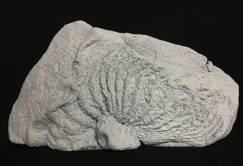 Natuurlijk landschap