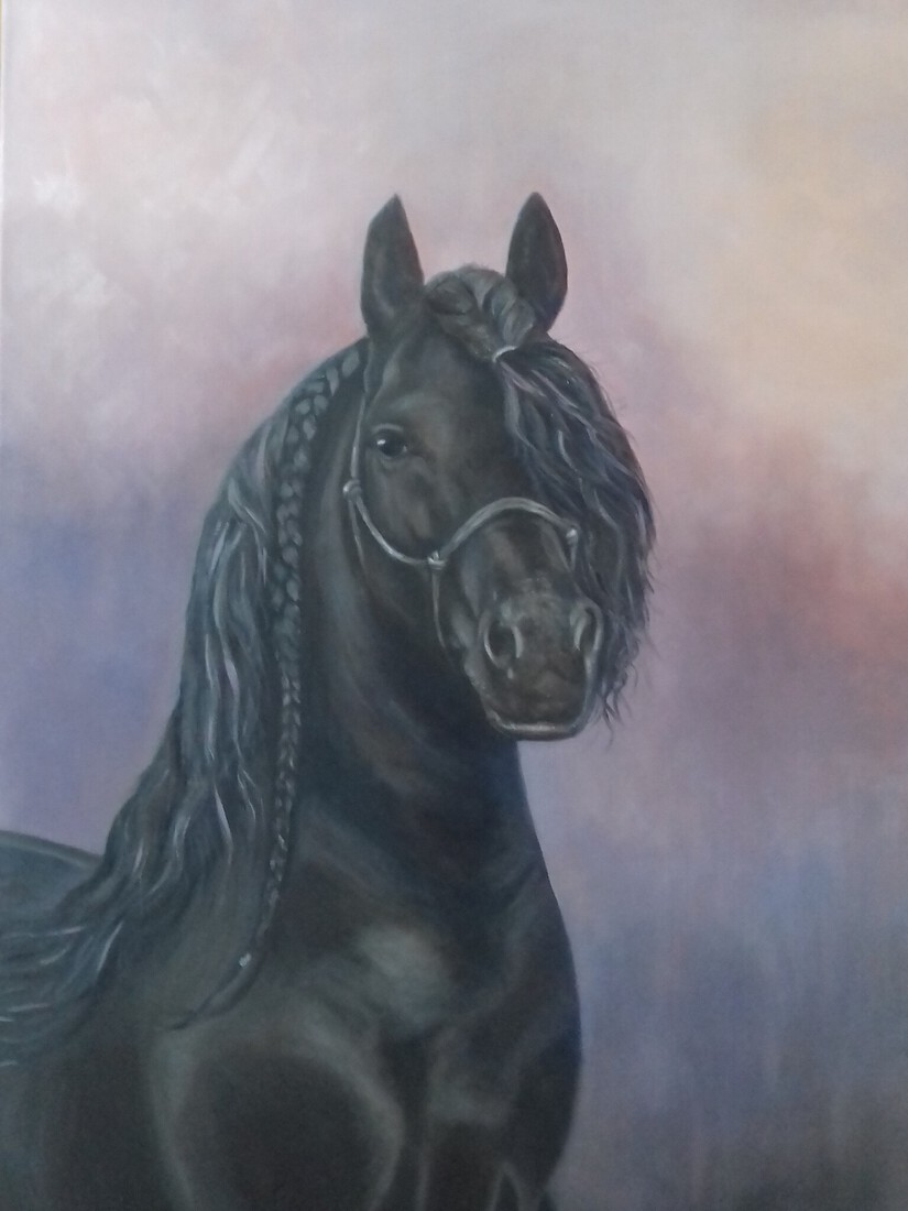 Friesian stallion