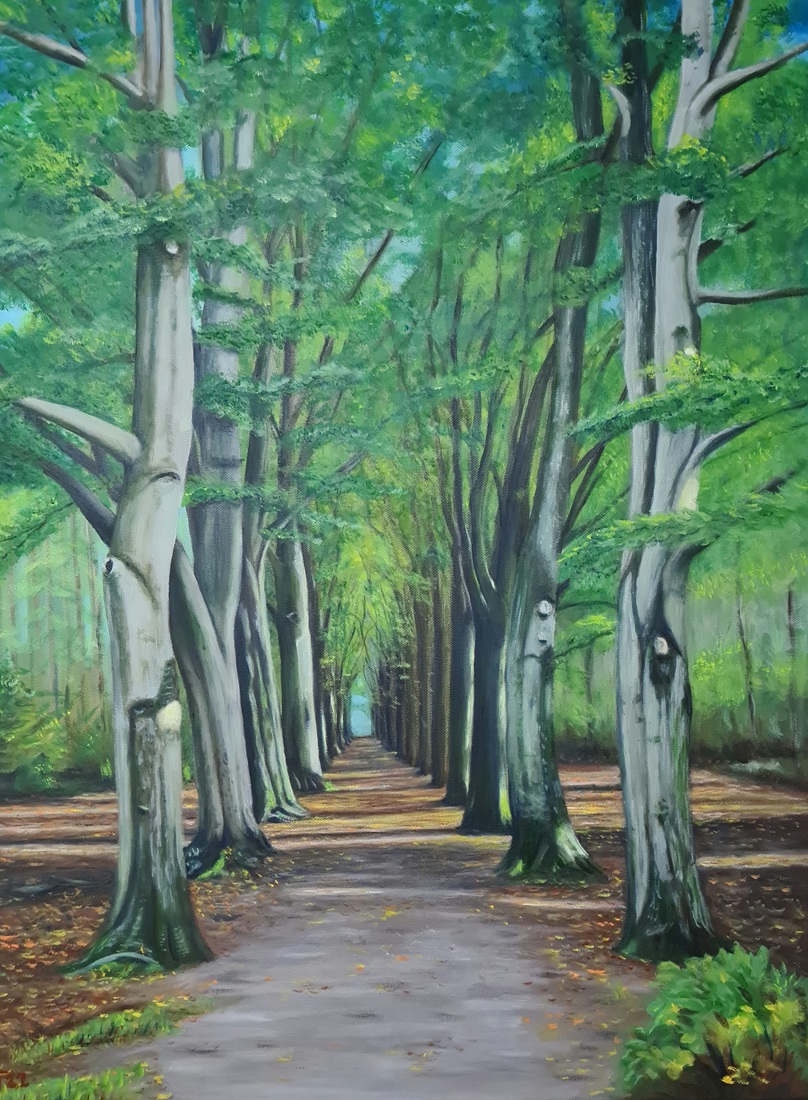 Forrest near Oranjewoud 