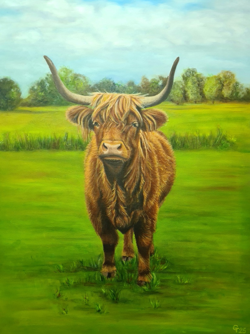 Scottish Highlander