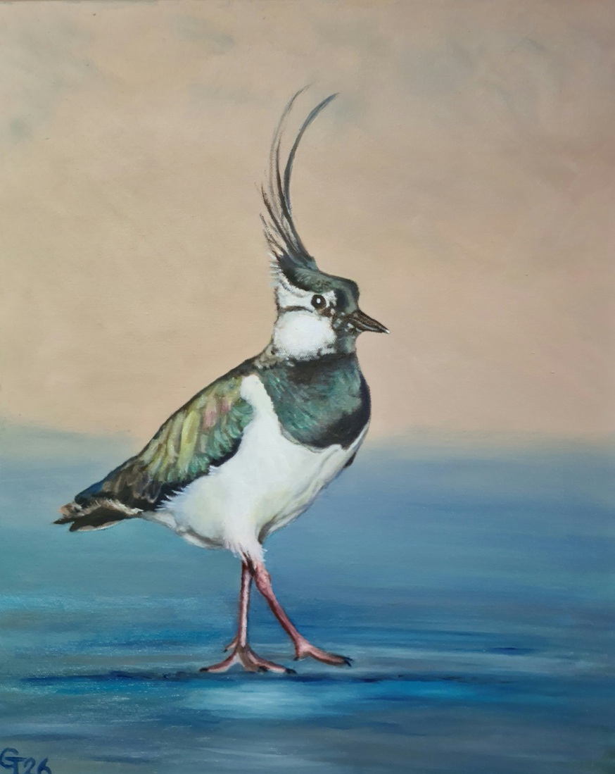 Lapwing 