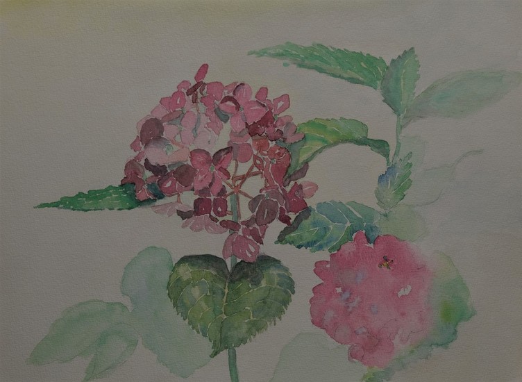 Hortensia