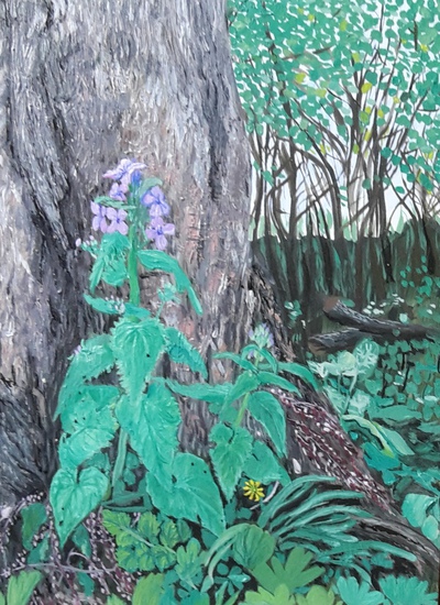 Lunaria annua in Oude Hortus Botanicus Utrecht