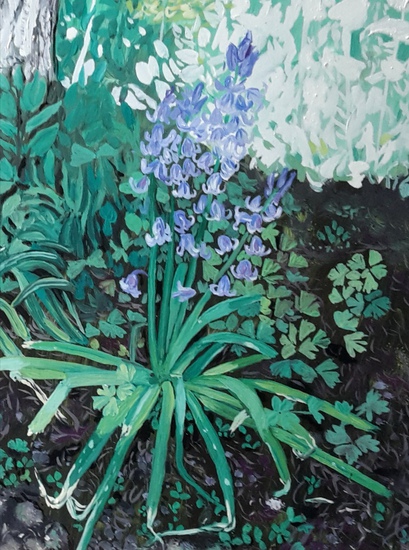 Hyacinthoides non-scripta in Oude Hortus Botanicus Utrecht