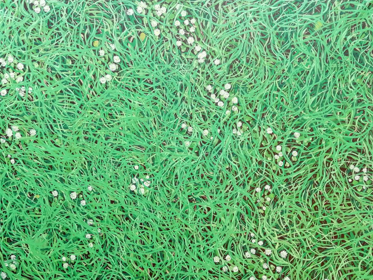 Lightgreen grass with daisies