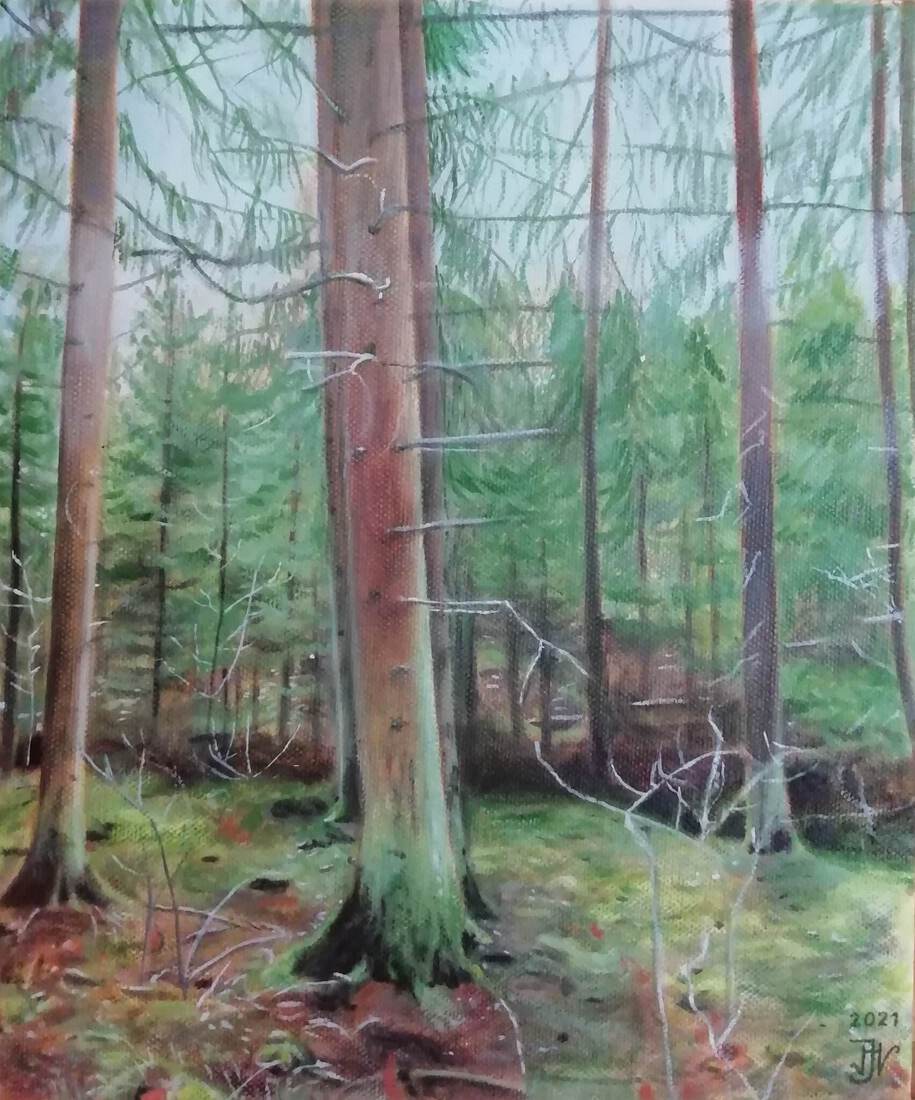 Swedish forest just before sunset