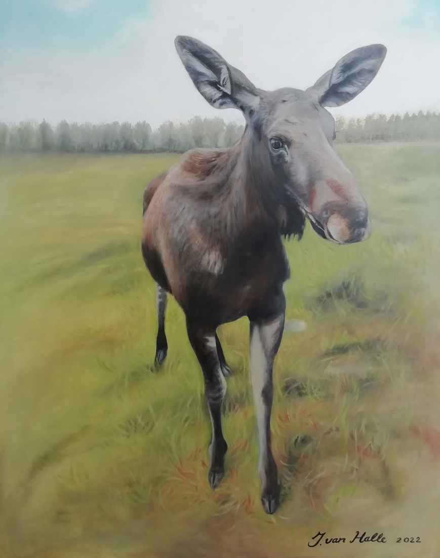 Eland in Zweden